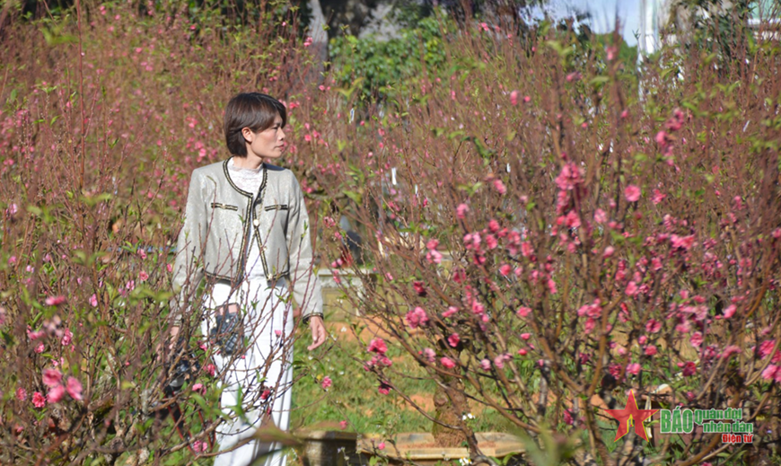 Hoa đào Nhật Tân khoe sắc trên phố hoa Đà Lạt